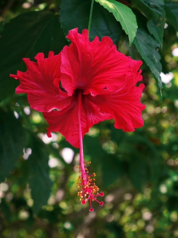 Free stock image of Fresh Hibiscus created by Pixabay