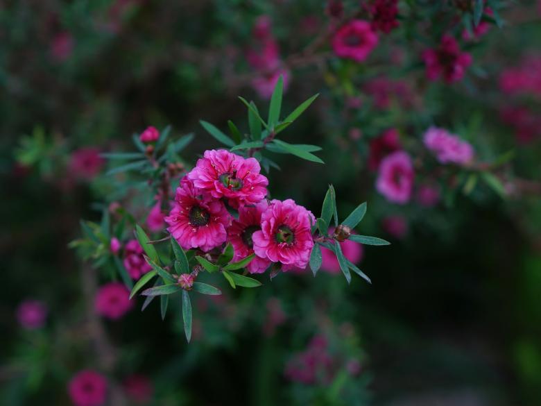 Free stock image of Fresh Manuka created by Pixabay
