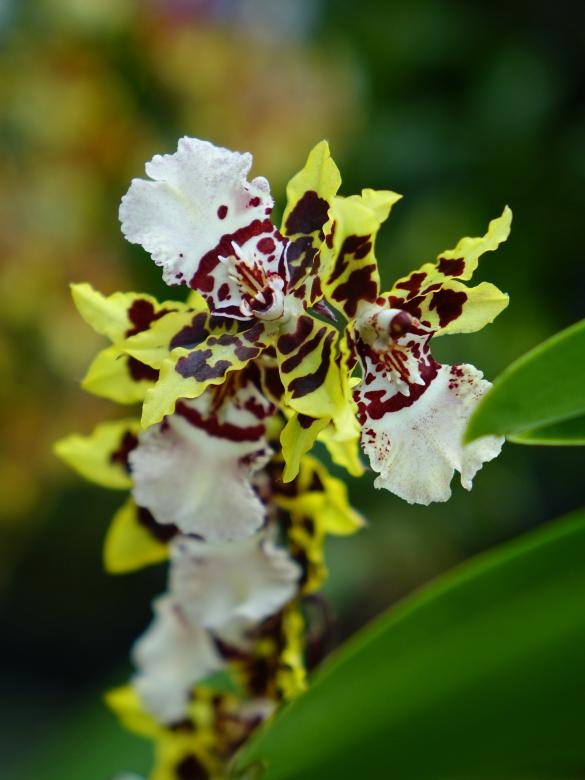 Free stock image of Wild Orchids created by Pixabay