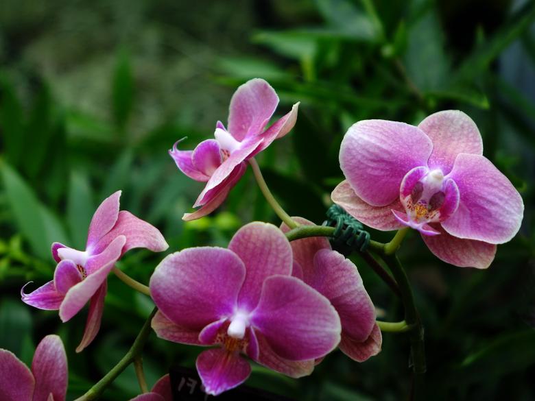 Free stock image of Wild Orchids created by Pixabay