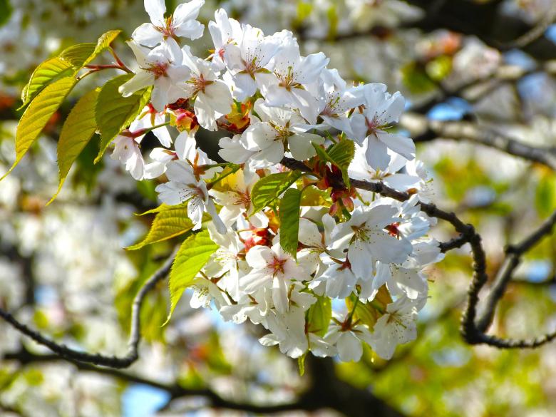 Free stock image of Sakura Flowers created by Pixabay