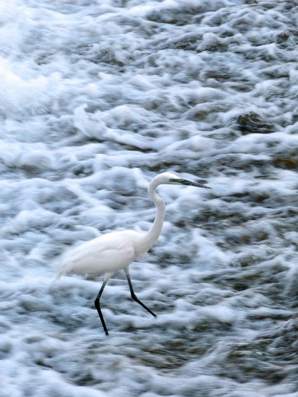 Free stock image of Snowy Egret created by Pixabay