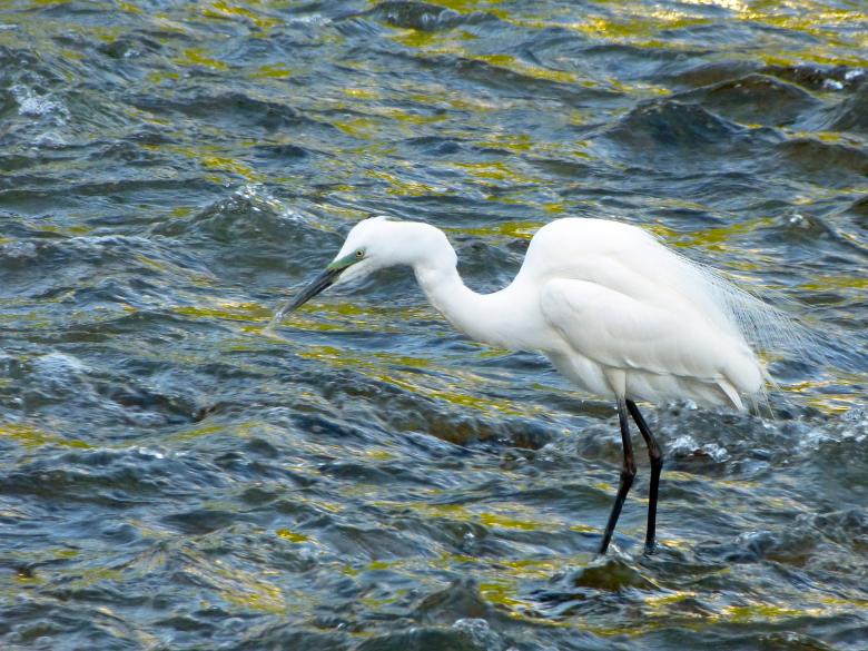 Free stock image of Snowy Egret created by Pixabay