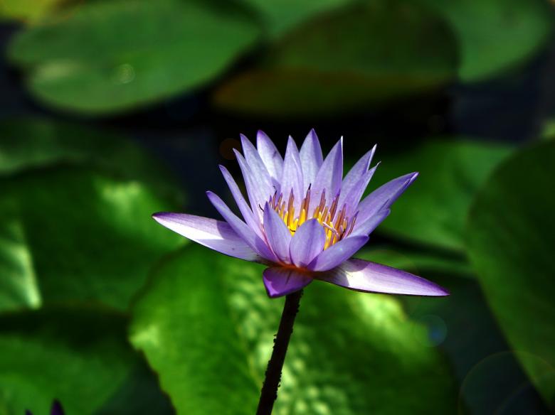 Free stock image of Water Lily created by Pixabay