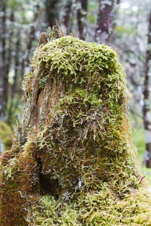 Free stock image of Tree stump created by Geoffrey Whiteway