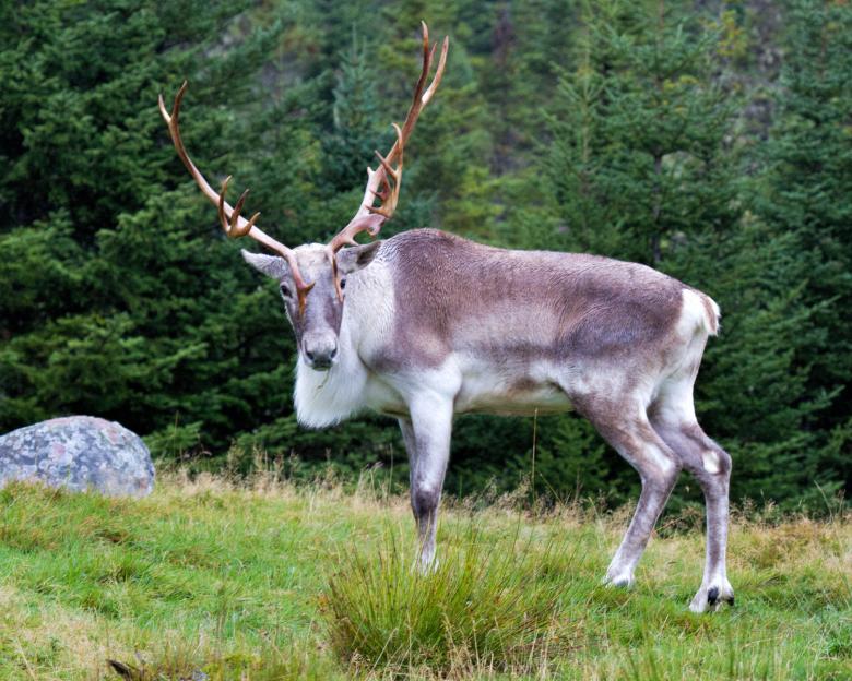 Free stock image of Caribou  created by Geoffrey Whiteway