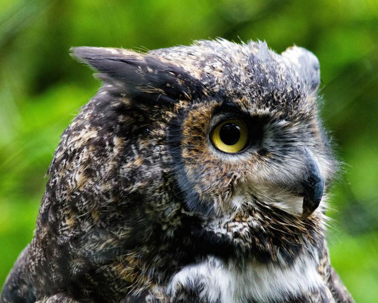 Free stock image of Great Horned Owl created by Geoffrey Whiteway