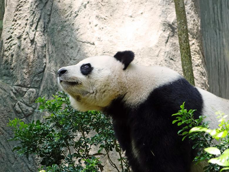 Free stock image of Panda in the Zoo created by Pixabay