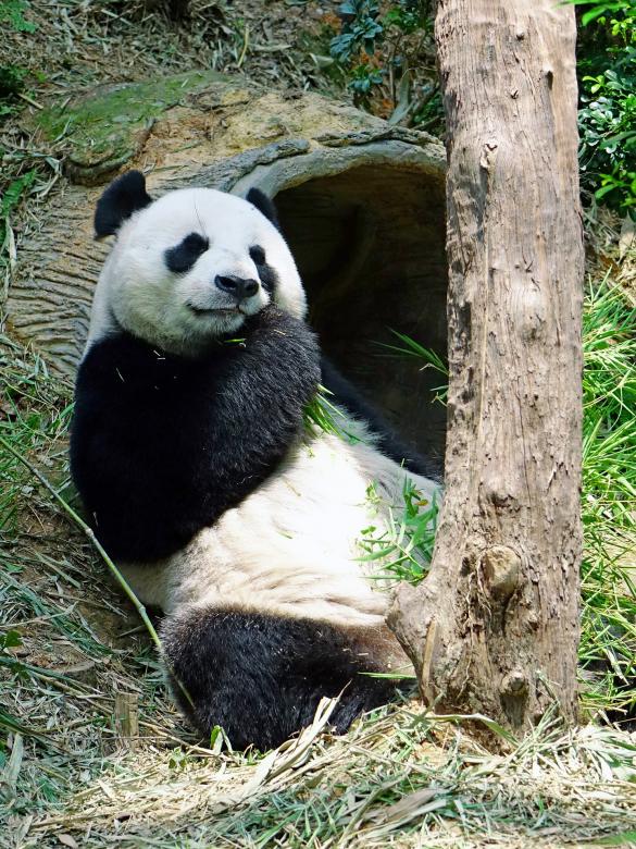 Free stock image of Panda in the Zoo created by Pixabay