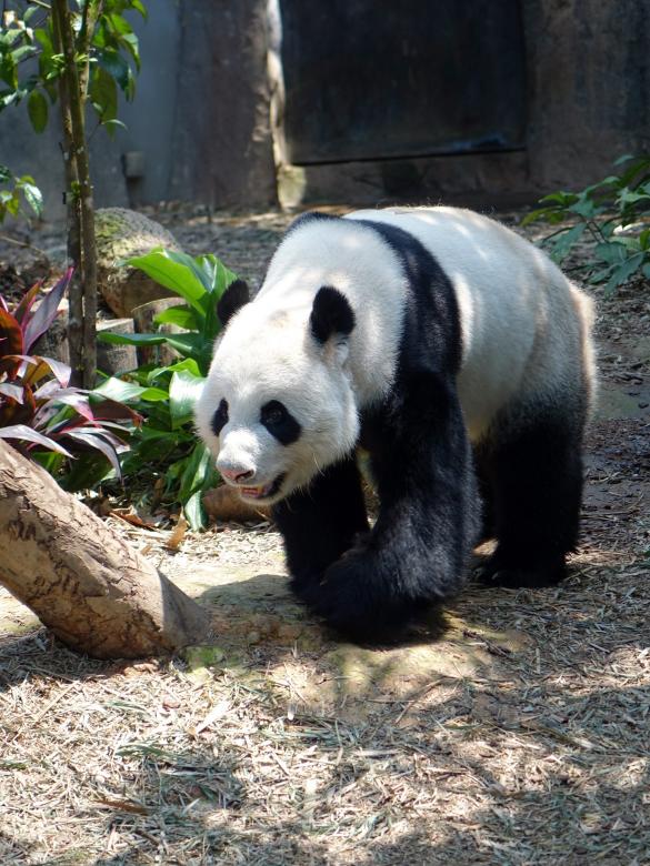Free stock image of Panda in the Zoo created by Pixabay