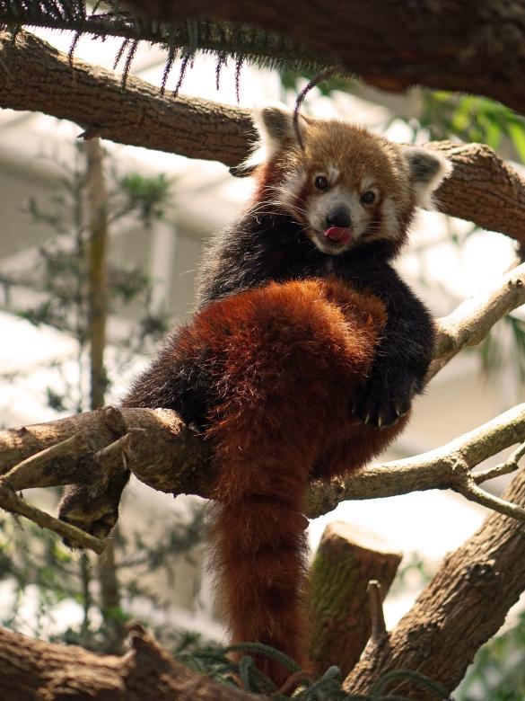 Free stock image of Red Panda created by Pixabay