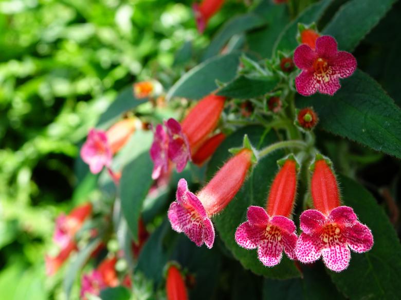 Free stock image of Kohleria Cultivar created by Pixabay