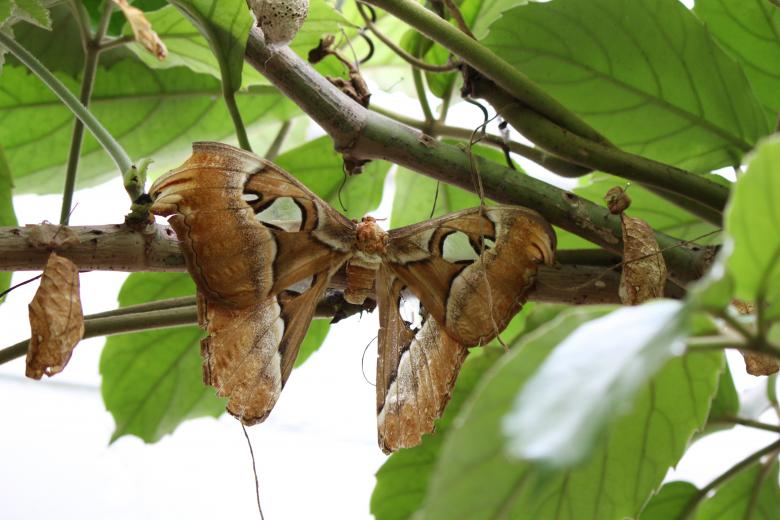 Free stock image of Atlas Silkworm created by Pixabay