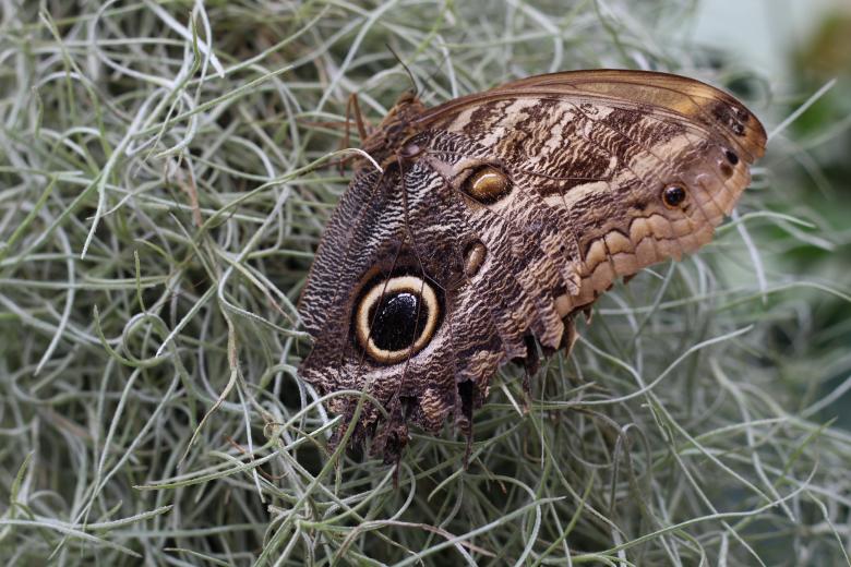 Free stock image of Wild Butterfly created by Pixabay