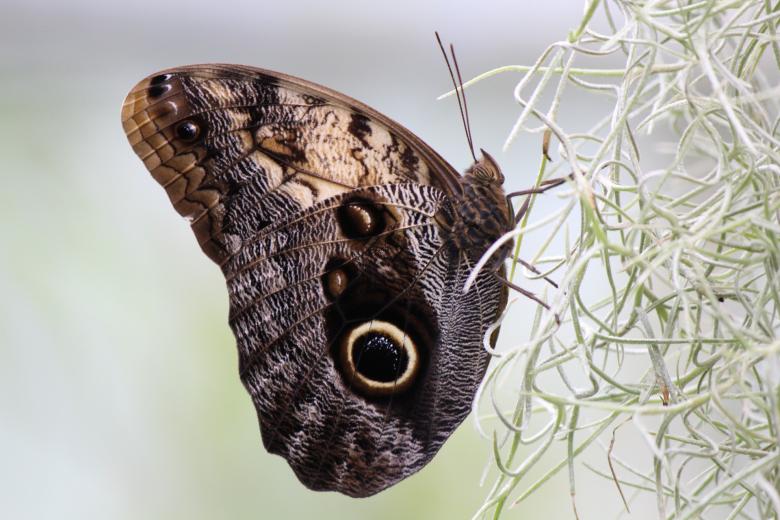 Free stock image of Wild Butterfly created by Pixabay