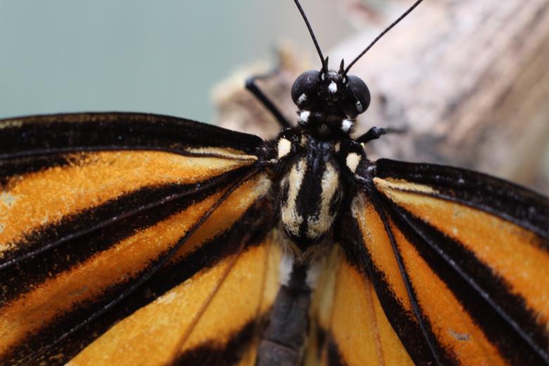Free stock image of Wild Butterfly created by Pixabay