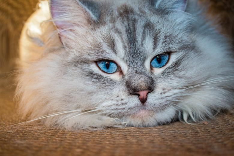 Free stock image of Pet Cat created by Pixabay