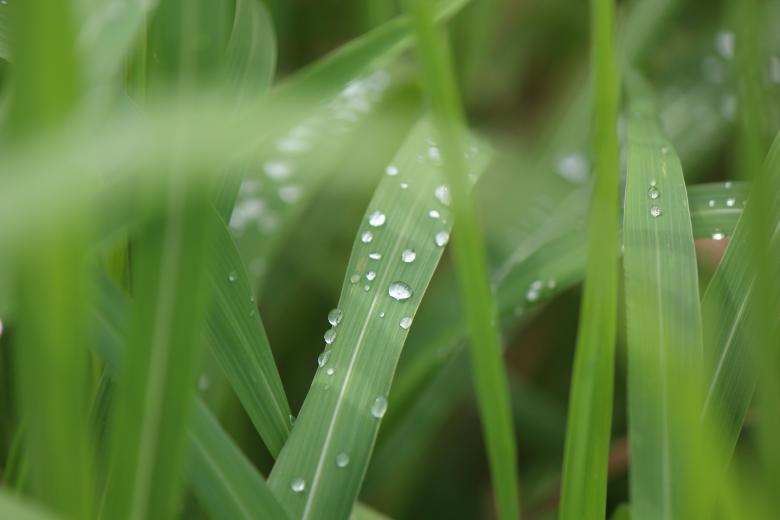 Free stock image of Drops on the Grass created by Pixabay