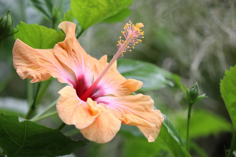Free stock image of Fresh Hibiscus created by Pixabay
