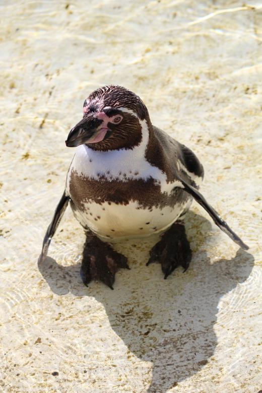 Free stock image of Humboldt Penguin created by Pixabay