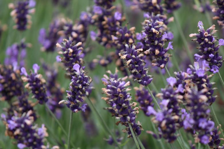 Free stock image of Fresh Lavender created by Pixabay