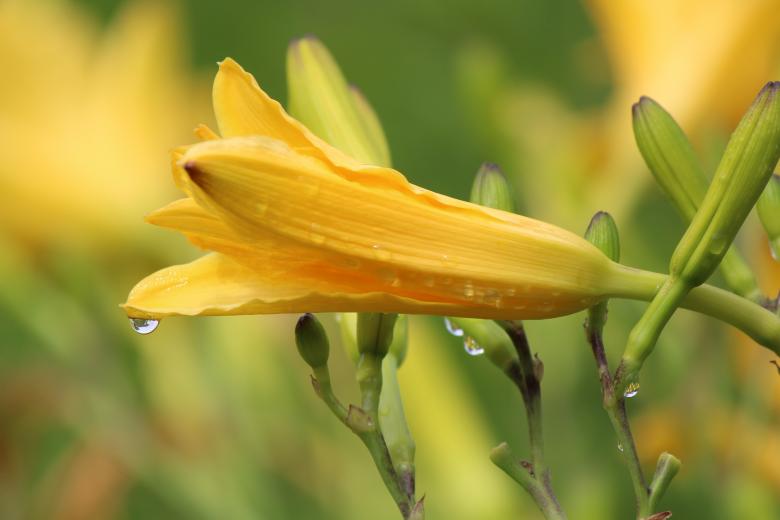 Free stock image of Fresh Lily created by Pixabay