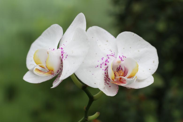 Free stock image of Wild Orchids created by Pixabay