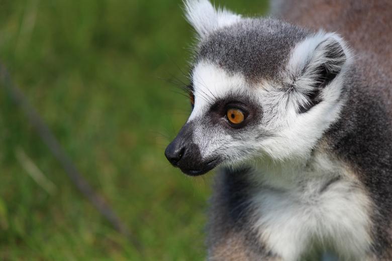 Free stock image of Ring Tailed Lemur created by Pixabay