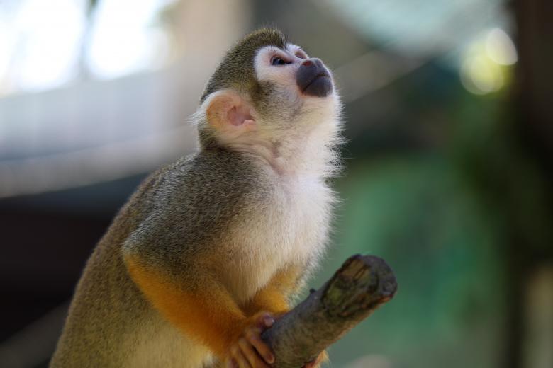 Free stock image of Squirrel Monkey created by Pixabay