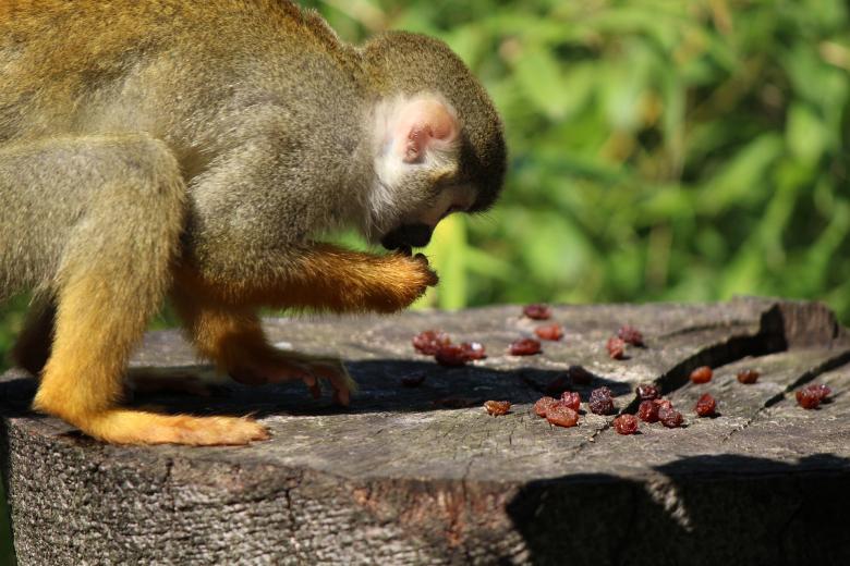 Free stock image of Squirrel Monkey created by Pixabay