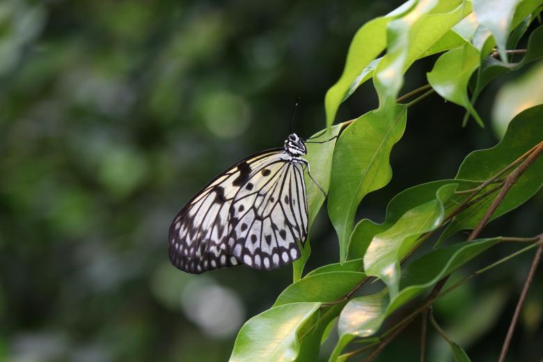 Free stock image of White Baumnymphe created by Pixabay