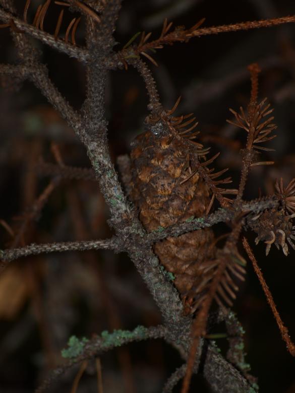 Free stock image of Pinecones created by Marko Mäkinen