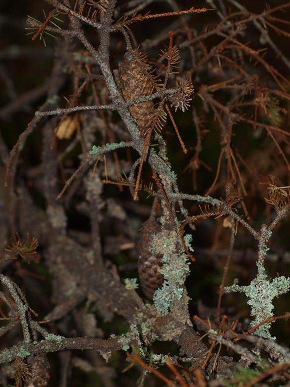 Free stock image of Pinecones created by Marko Mäkinen