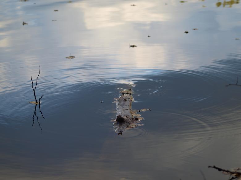 Free stock image of Water and plants created by Marko Mäkinen