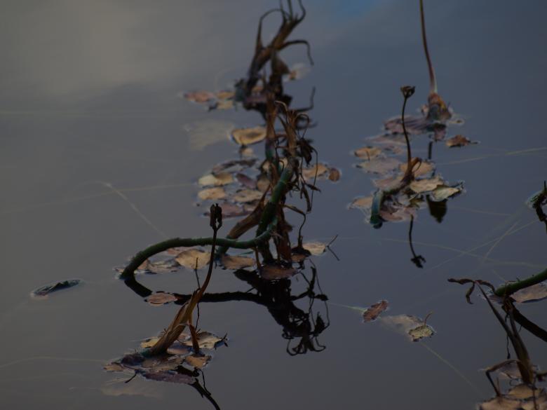 Free stock image of Water and plants created by Marko Mäkinen