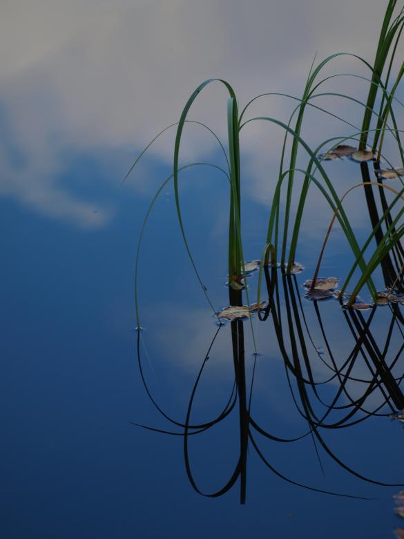 Free stock image of Water and plants created by Marko Mäkinen