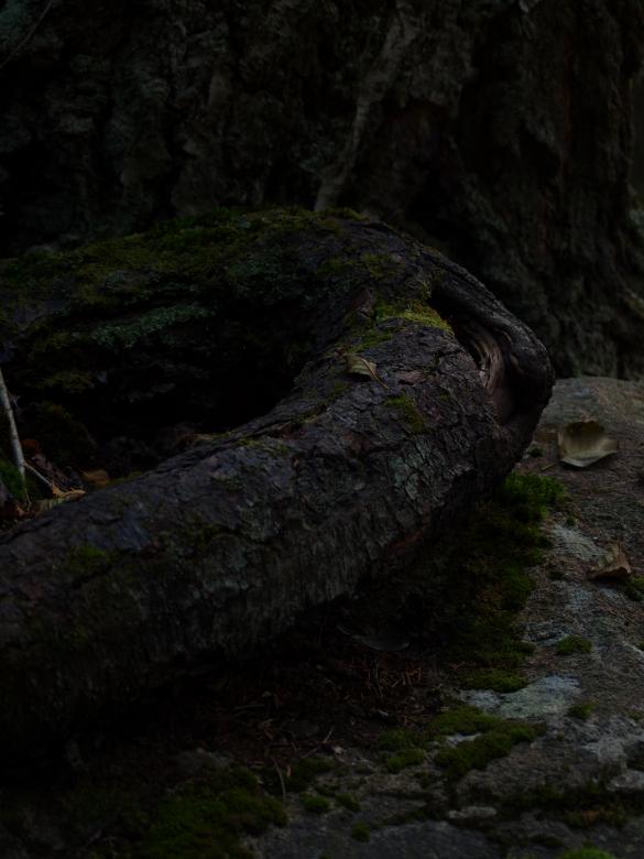 Free stock image of Tree and rock created by Marko Mäkinen