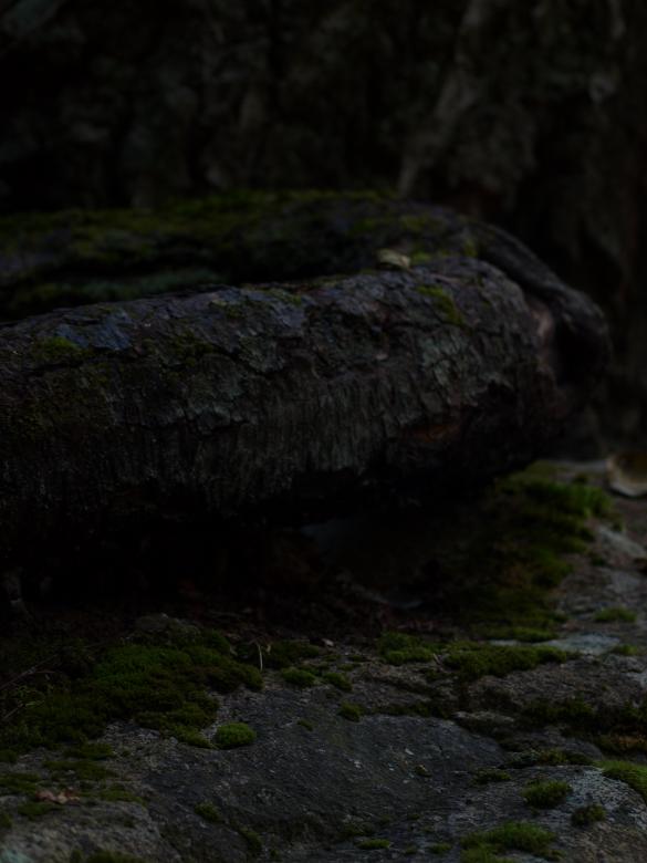 Free stock image of Tree and rock created by Marko Mäkinen