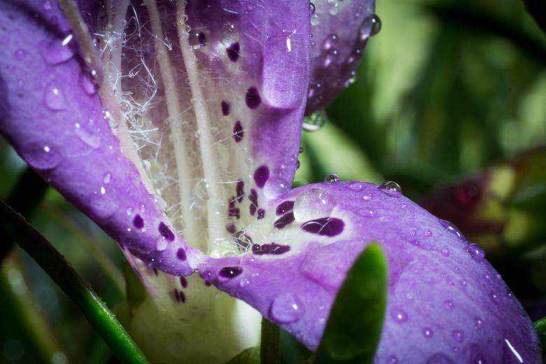 Free stock image of Eremophila Maculata created by Pixabay