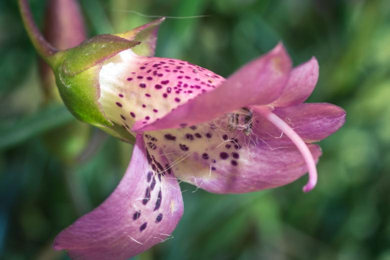 Free stock image of Eremophila Maculata created by Pixabay
