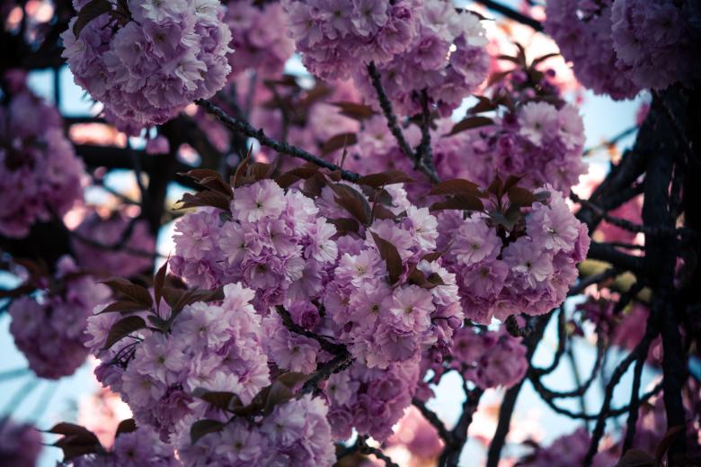 Free stock image of Fresh Cherry Flowering created by Pixabay