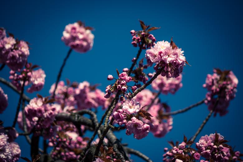 Free stock image of Fresh Cherry Flowering created by Pixabay