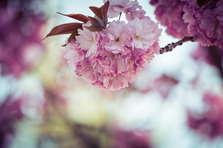 Free stock image of Fresh Cherry Flowering created by Pixabay