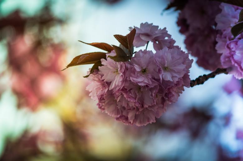 Free stock image of Japanese Flowering created by Pixabay