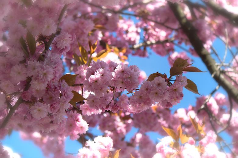 Free stock image of Japanese Flowering Cherry created by Pixabay