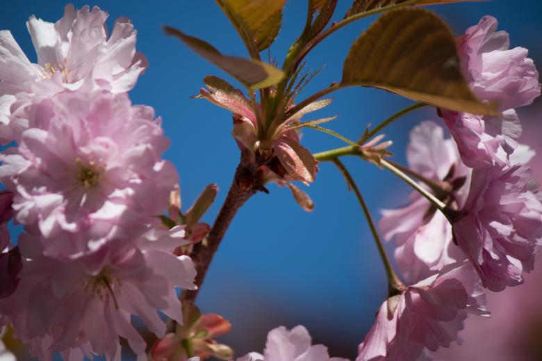 Free stock image of Japanese Flowering Cherry created by Pixabay