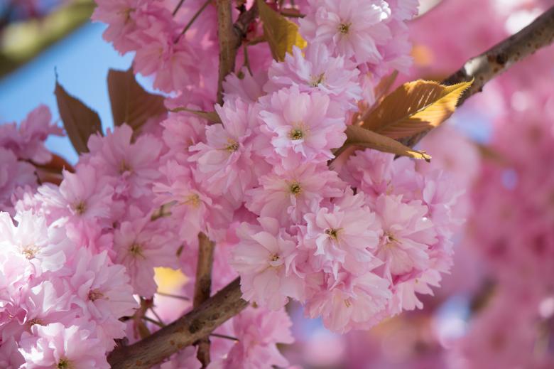 Free stock image of Japanese Flowering Cherry created by Pixabay