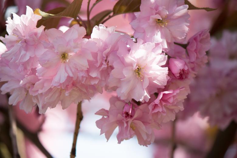 Free stock image of Japanese Flowering Cherry created by Pixabay