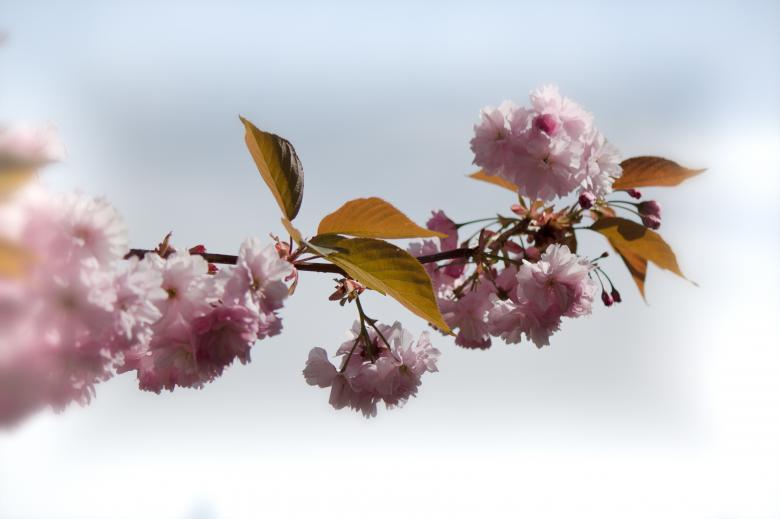 Free stock image of Japanese Flowering Cherry created by Pixabay