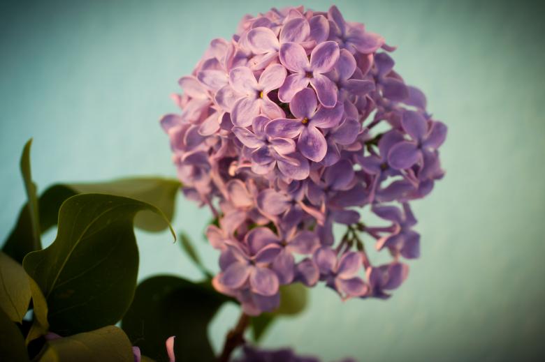 Free stock image of Fresh Lilac Flowers created by Pixabay